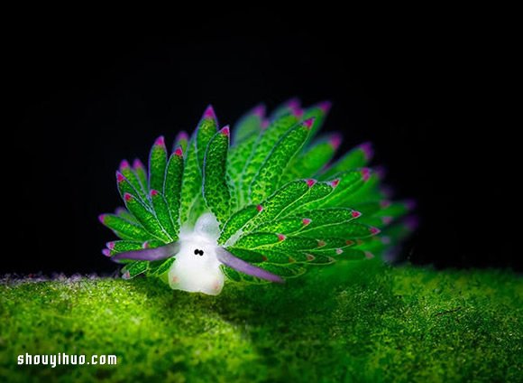 最萌生物！宛如小綿羊的藻類海蛞蝓 -  itrip.net.cn