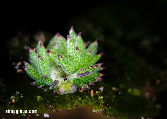 最萌生物！宛如小綿羊的藻類海蛞蝓 -  itrip.net.cn