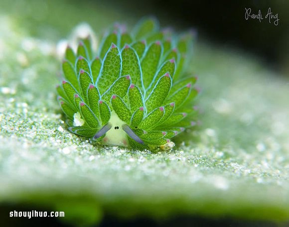 最萌生物！宛如小綿羊的藻類海蛞蝓 -  itrip.net.cn