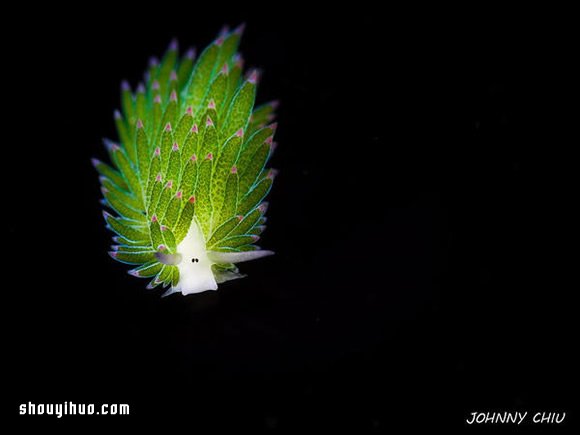 最萌生物！宛如小綿羊的藻類海蛞蝓 -  itrip.net.cn