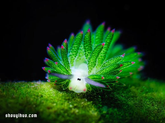 最萌生物！宛如小綿羊的藻類海蛞蝓 -  itrip.net.cn