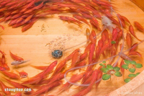 可憐小金魚被透明樹脂封存？別哭，你再仔細看 -  itrip.net.cn