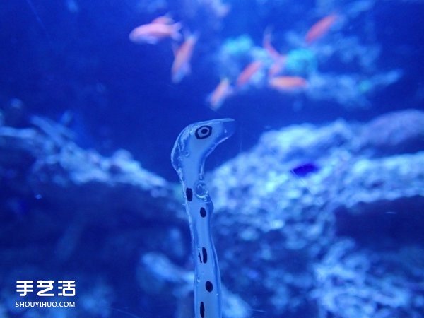 創(chuàng)意DIY：如何用強力膠自制花園鰻的方法 -  itrip.net.cn