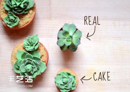 你以為這是多肉植物？其實(shí)這是一款美味蛋糕 -  itrip.net.cn