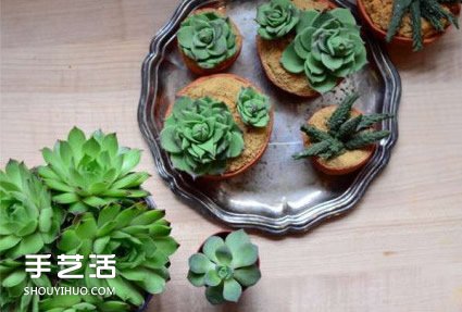 你以為這是多肉植物？其實(shí)這是一款美味蛋糕 -  itrip.net.cn