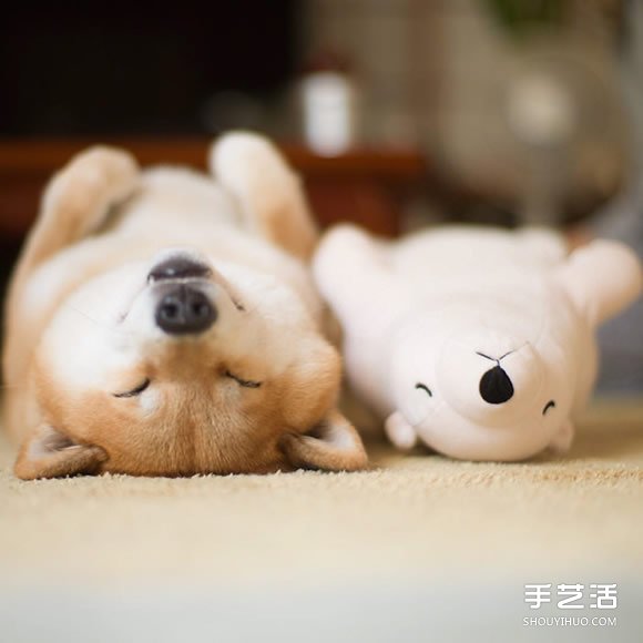 秋田犬跟它的白熊好朋友 同樣睡姿太可愛了！ -  itrip.net.cn