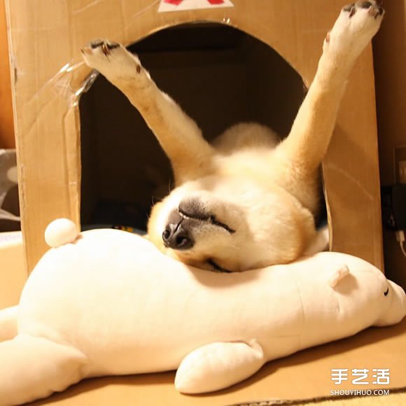 秋田犬跟它的白熊好朋友 同樣睡姿太可愛了！ -  itrip.net.cn
