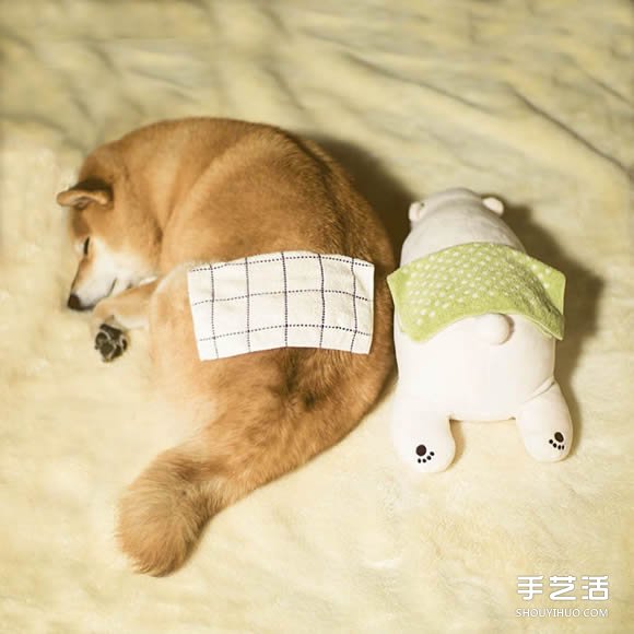 秋田犬跟它的白熊好朋友 同樣睡姿太可愛了！ -  itrip.net.cn