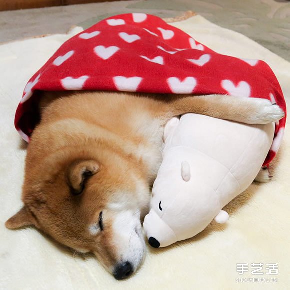 秋田犬跟它的白熊好朋友 同樣睡姿太可愛了！ -  itrip.net.cn