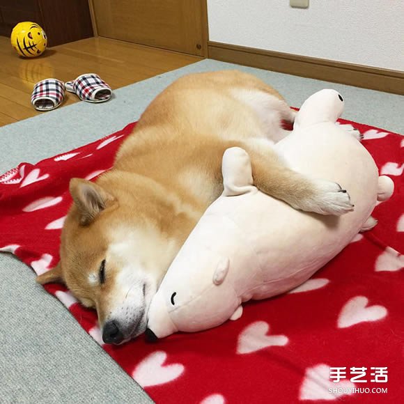 秋田犬跟它的白熊好朋友 同樣睡姿太可愛了！ -  itrip.net.cn