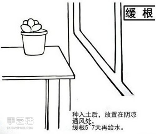 多肉植物怎么樣 多肉植物的養(yǎng)殖方法和注意事項(xiàng) -  itrip.net.cn