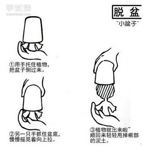 多肉植物怎么樣 多肉植物的養(yǎng)殖方法和注意事項(xiàng) -  itrip.net.cn