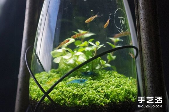 煤油燈改造成水族箱 當然也可以拿來種盆栽 -  itrip.net.cn