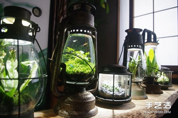 煤油燈改造成水族箱 當然也可以拿來種盆栽 -  itrip.net.cn