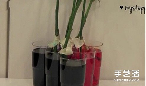 利用虹吸原理DIY制作彩虹玫瑰花的方法教程 -  itrip.net.cn