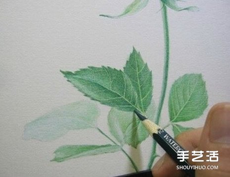 彩鉛玫瑰花的畫法步驟 玫瑰花彩色鉛筆畫教程 -  itrip.net.cn