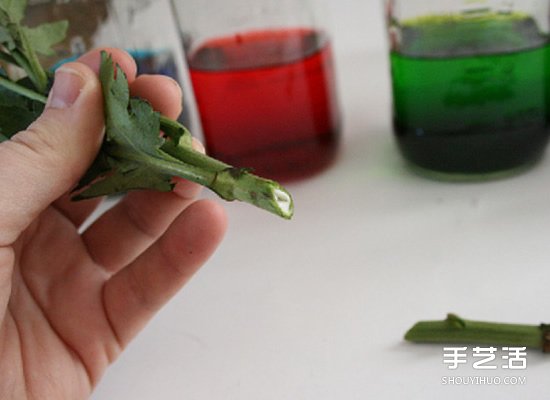 利用食用色素暈染鮮花的簡單科學(xué)小制作 -  itrip.net.cn