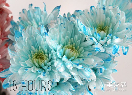 利用食用色素暈染鮮花的簡單科學(xué)小制作 -  itrip.net.cn
