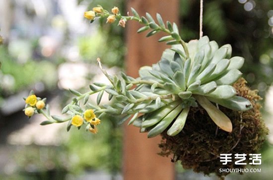 怎么把多肉植物懸掛起來養(yǎng)殖 無需花盆哦！ -  itrip.net.cn