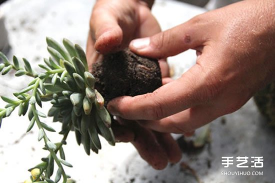 怎么把多肉植物懸掛起來養(yǎng)殖 無需花盆哦！ -  itrip.net.cn