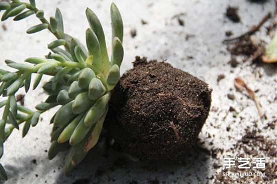 怎么把多肉植物懸掛起來養(yǎng)殖 無需花盆哦！ -  itrip.net.cn