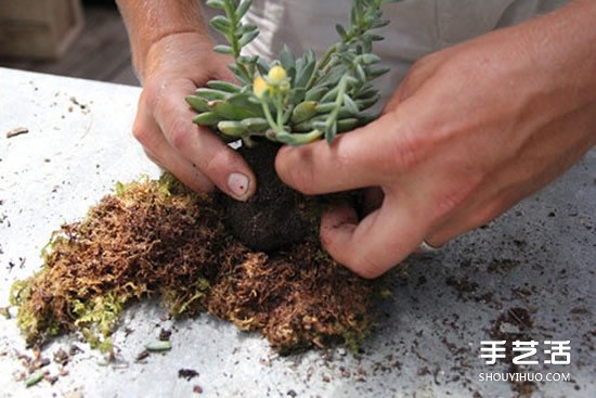 怎么把多肉植物懸掛起來養(yǎng)殖 無需花盆哦！ -  itrip.net.cn