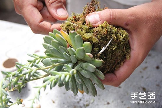 怎么把多肉植物懸掛起來養(yǎng)殖 無需花盆哦！ -  itrip.net.cn