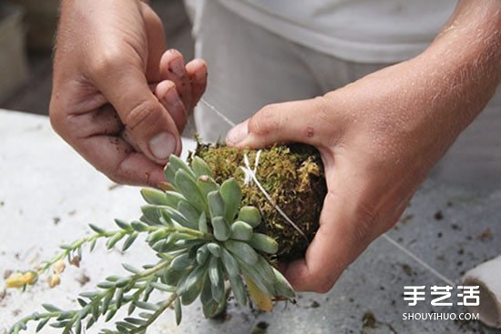 怎么把多肉植物懸掛起來養(yǎng)殖 無需花盆哦！ -  itrip.net.cn