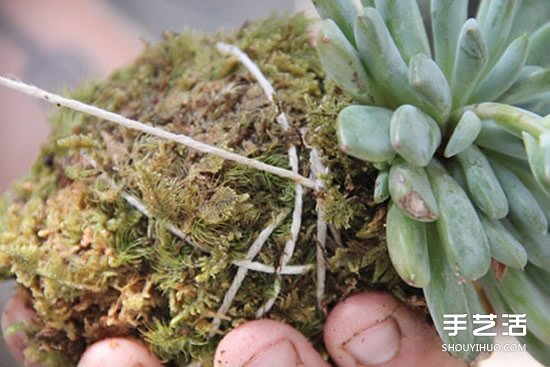 怎么把多肉植物懸掛起來養(yǎng)殖 無需花盆哦！ -  itrip.net.cn