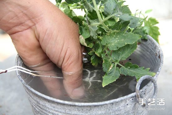 怎么把多肉植物懸掛起來養(yǎng)殖 無需花盆哦！ -  itrip.net.cn