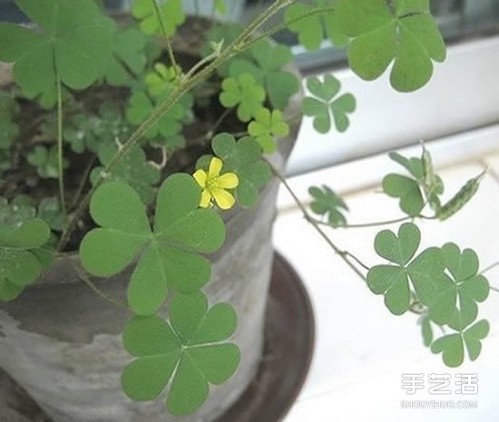 廢舊燈泡制作花盆 DIY迷你盆景的方法步驟 -  itrip.net.cn