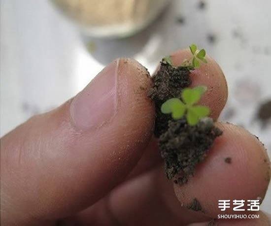 廢舊燈泡制作花盆 DIY迷你盆景的方法步驟 -  itrip.net.cn