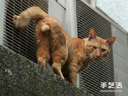 貓咪蛋蛋羊毛氈作品 直接掛墻上太害羞了吧！ -  itrip.net.cn