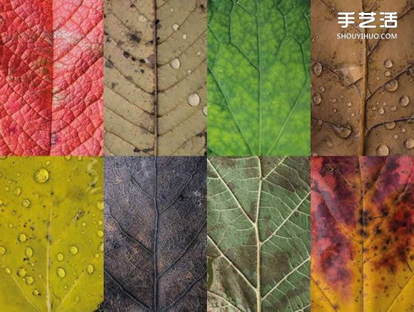 用攝影保存葉子的美 宛如美麗拼布的葉子照片 -  itrip.net.cn