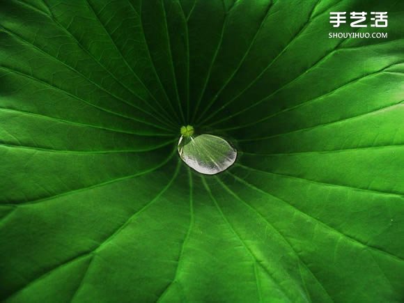 用攝影保存葉子的美 宛如美麗拼布的葉子照片 -  itrip.net.cn