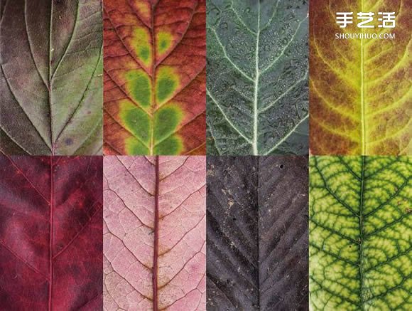 用攝影保存葉子的美 宛如美麗拼布的葉子照片 -  itrip.net.cn