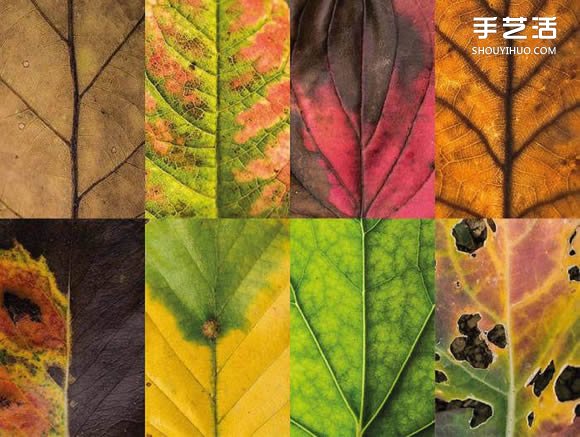 用攝影保存葉子的美 宛如美麗拼布的葉子照片 -  itrip.net.cn