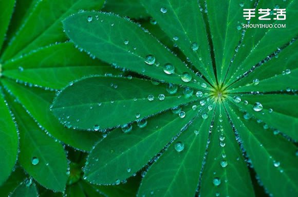 用攝影保存葉子的美 宛如美麗拼布的葉子照片 -  itrip.net.cn