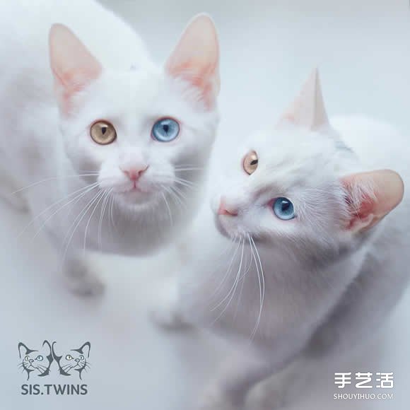 最美雙胞胎：讓人融化的白色小貓 Sis.Twins. -  itrip.net.cn