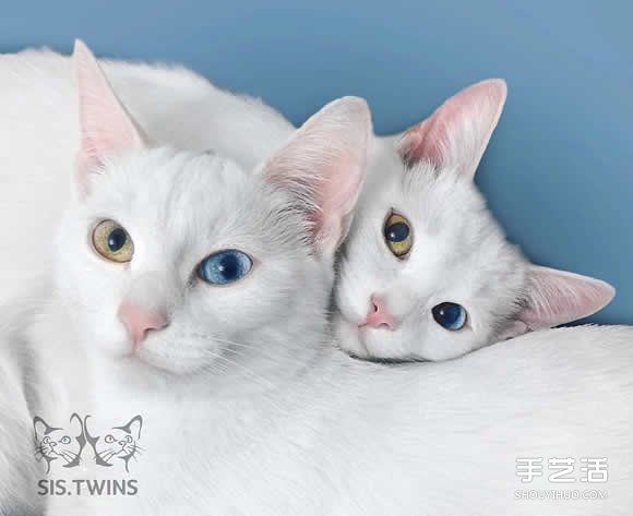 最美雙胞胎：讓人融化的白色小貓 Sis.Twins. -  itrip.net.cn