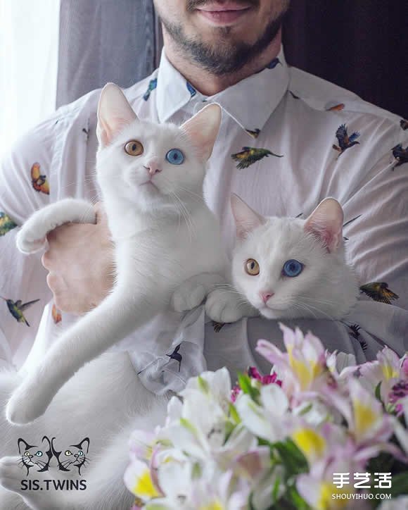 最美雙胞胎：讓人融化的白色小貓 Sis.Twins. -  itrip.net.cn