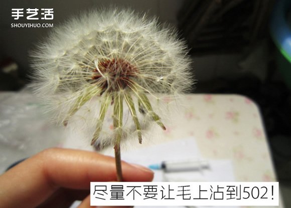 嵌花樹(shù)脂蒲公英制作教程 蒲公英樹(shù)脂標(biāo)本DIY -  itrip.net.cn