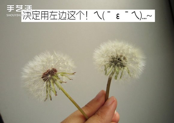 嵌花樹(shù)脂蒲公英制作教程 蒲公英樹(shù)脂標(biāo)本DIY -  itrip.net.cn