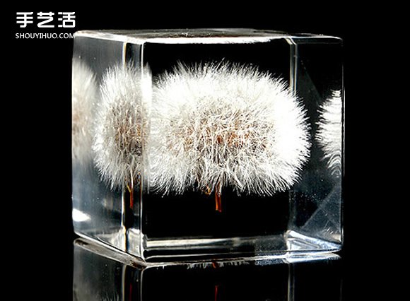 嵌花樹(shù)脂蒲公英制作教程 蒲公英樹(shù)脂標(biāo)本DIY -  itrip.net.cn