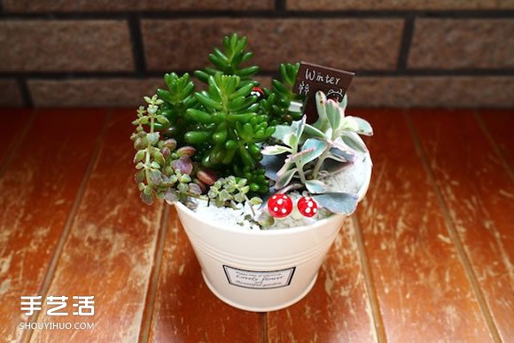 多肉植物入門須知！初學(xué)者必學(xué)的養(yǎng)多肉方法 -  itrip.net.cn