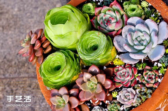 多肉植物入門須知！初學(xué)者必學(xué)的養(yǎng)多肉方法 -  itrip.net.cn