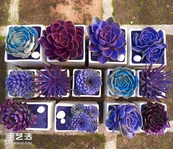 多肉植物入門須知！初學(xué)者必學(xué)的養(yǎng)多肉方法 -  itrip.net.cn