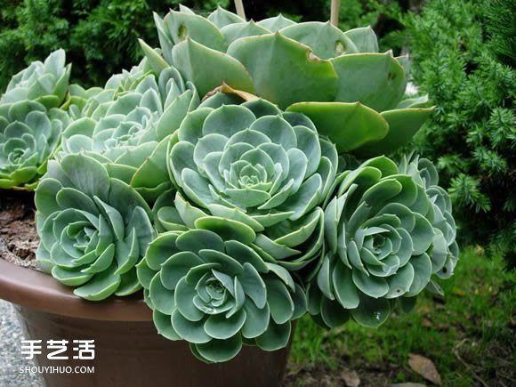 多肉植物入門須知！初學(xué)者必學(xué)的養(yǎng)多肉方法 -  itrip.net.cn