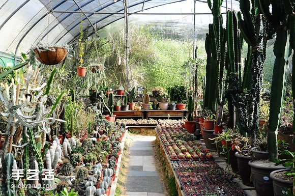 多肉植物入門須知！初學(xué)者必學(xué)的養(yǎng)多肉方法 -  itrip.net.cn