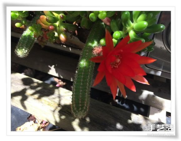 微型花園：廢舊烤面包機(jī)改造制作的美麗盆景 -  itrip.net.cn